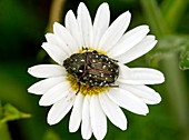 Chafer beetle on Ox-eye Daisy