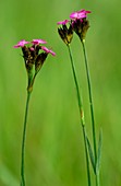 Dianthus carthusianorum