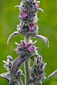 Downy Woundwort (Stachys germanica)
