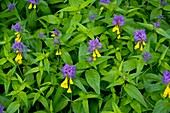 Cow-wheat (Melampyrum biharense)