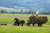 Harvesting using horses and cart