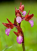 Orchid (Orchis papilionacea)