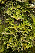 Tree lungwort (Lobaria pulmonaria)