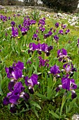 Dwarf Bearded Iris (Iris lutescens)