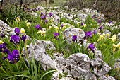 Dwarf Bearded Iris (Iris lutescens)