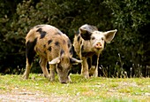 Piglets foraging in woodland
