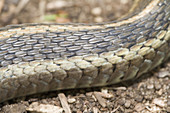 Close up view of Eastern Garter Snake