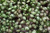 Common liverwort after forest fire