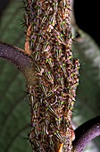 Treehopper nymphs