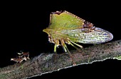 Treehopper and nymph