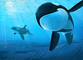 Artwork of killer whales (Orcinus orca)