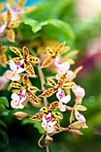 Orchid (Epidendrum stamfordianum)