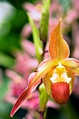 Orchid (Phragmipedium)