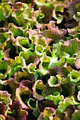 Lettuce (Lactuca sativa)