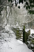 Woodland garden in winter