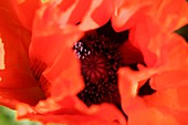 Poppy (Papaver somniferum)