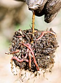 Brandling worms in compost