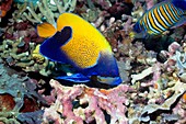 Tropical angelfish