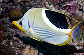Saddled butterflyfish on a reef