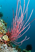 Red whip coral