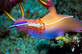 Nudibranch and emperor shrimp