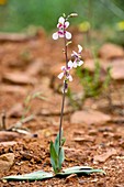 Lady's Hand (Cyanella orchidiformis)