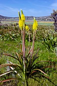 Bulbinella latifolia