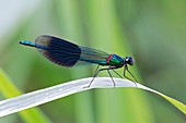 Male banded demoiselle damselfly