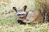 Bat-eared fox