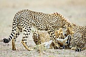 Cheetahs eating a Thompson's gazelle