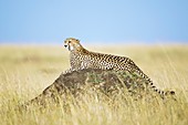 Cheetah resting on a termite mound