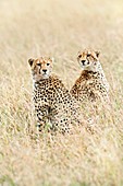 Cheetahs in grass