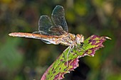 Common darter dragonfly