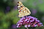Painted lady butterfly feeding