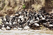 Wildebeest migrating