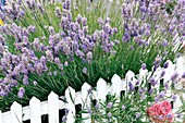 Lavender and picket fence