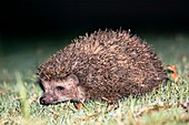 East European hedgehog