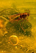 Gall gnat in amber