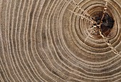 Growth rings of a wych elm tree