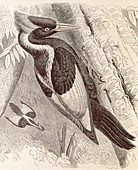 Ivory-billed woodpecker,artwork