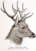 Schomburgk's deer,19th century artwork