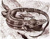 Ring-tailed iguana,19th century artwork