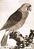 Mascarene parrot,18th century artwork