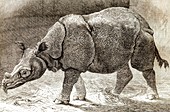 Javan rhinoceros,19th century artwork