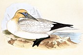 Northern gannet,19th century artwork