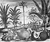 Tropical crops,17th century artwork