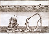 Sea serpents,18th century artworks