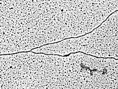 DNA forming a replication fork,TEM