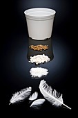 Biodegradable plastic from feathers