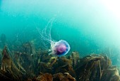 Bluefire jellyfish